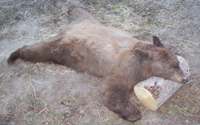 Idaho Spring Bear Hunt, Fall Bear Hunts