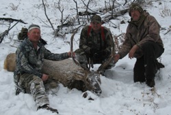Wilderness Bull Elk, on Elk, Deer, Bear Combo Hunt