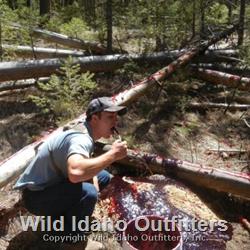 Bear Hunting In the Frank Church River of No Return Wilderness 077.jpg
