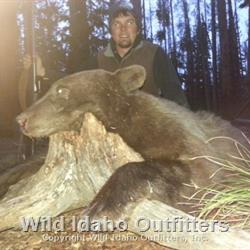 nice fall cinnamon bear.jpg