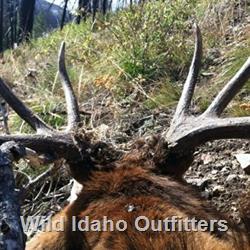 elk antlers.jpg