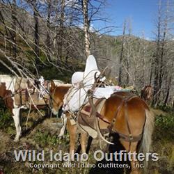 Packing youth elk hunters bull.jpg