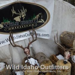 Couple of nice bucks.jpg