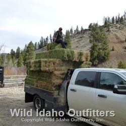 Hauling in hay for spring bear season.jpg