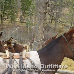 How can you tell they see something.jpg