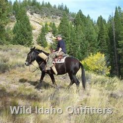 19 Exploring and looking for elk.jpg