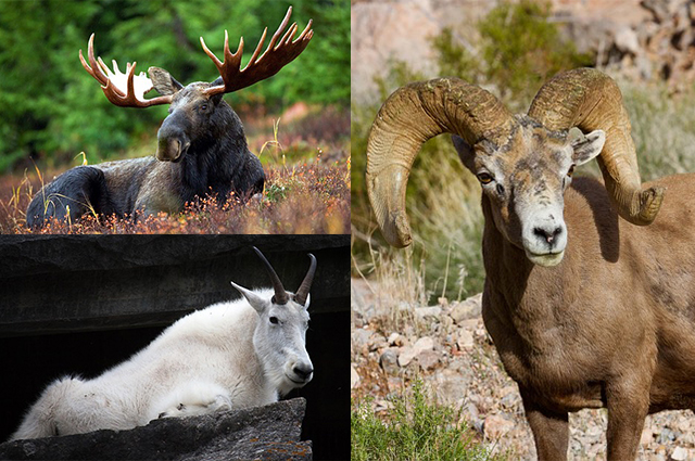 Image of Moose, Mountain Goat, Big Horn Sheep