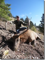 Oregon Coast bull