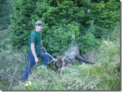 Vermont bull