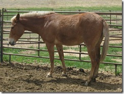 mule cropped1