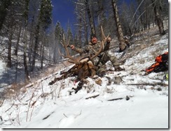 Very nice 7 x 7 bull elk